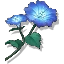 见月花