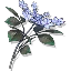 霜信花